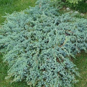 Можжевельник чешуйчатый Juniperus squamata 'Blue Carpet' 